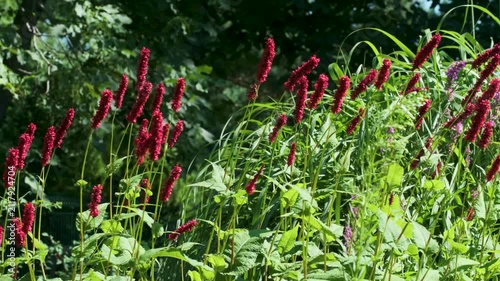 Bright red flowers stand tall among green plants in a garden during spring. The sunlight shines down, making the colors pop. Nature is flourishing around.