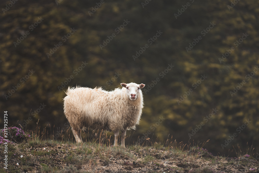 Obraz premium sheep rest on a green hillside in Iceland, looking toward the camera through soft mist