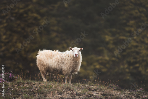 sheep rest on a green hillside in Iceland, looking toward the camera through soft mist