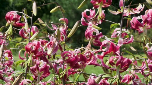 Pink lilies fill the garden, swaying gently under the sun. The flowers display their colors and attract many insects. It is a bright day with clear skies and greenery surrounding them.