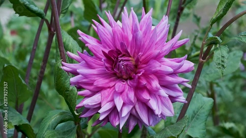 A large pink flower opens in a garden. The petals are layered and bright, surrounded by green leaves. Other flowers and plants are part of the setting.