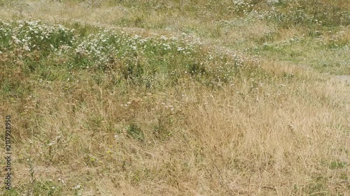 Wildflowers fill a field with colors under the sun. The grass is dry, and the flowers sway gently. This scene captures nature in its beauty during the warm season.