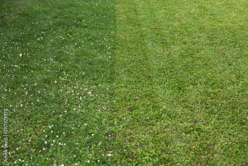 Foto Freshly mowed lawn with vibrant green grass and clover