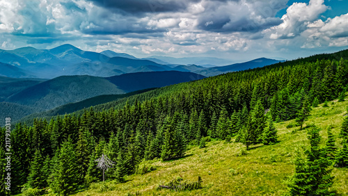 Cuadro en lienzo Endless conifer forest climbs a bright hillside beneath deep clouds