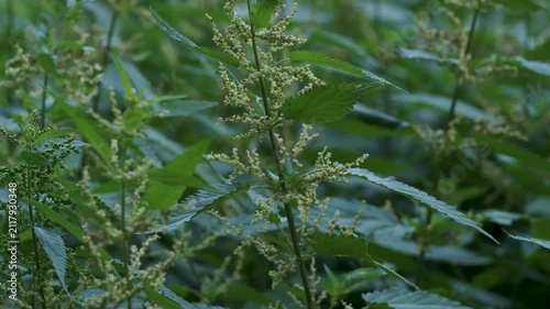 Nettles with green leaves and tiny white flowers grow densely in a field. This takes place in the morning when light is soft, highlighting the foliage.