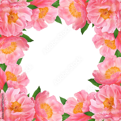 Beautiful coral peony flowe...