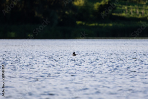 Cuadro en lienzo A small bird touches down on the lake with wings lifted