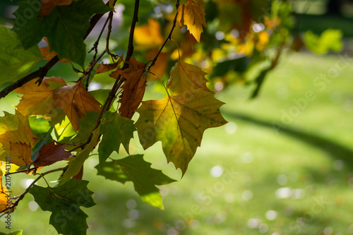 Obraz na plátně Sunlit London Plane tree leaves turning from green to golden in early autumn wit