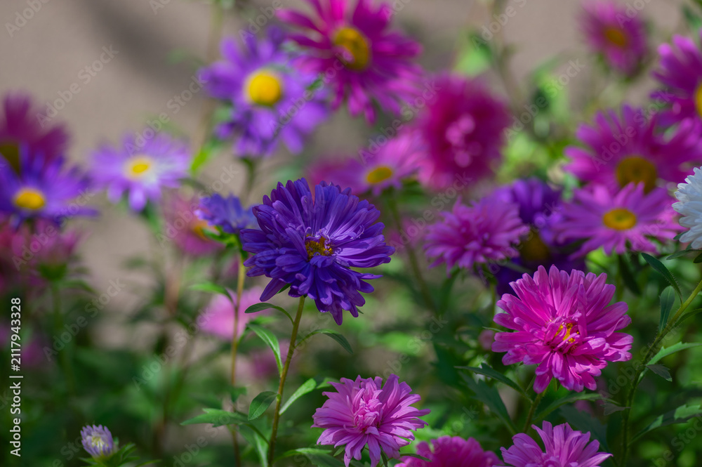 Fototapeta premium Colorful China asters blooming in a sunny flower bed with pink purple white and violet blossoms creating a vibrant late summer