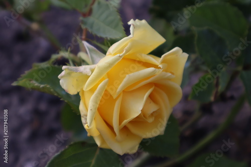 Beautiful yellow rose bloom in garden
