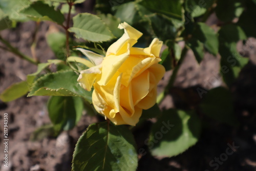 Delicate yellow rose blooming in daylight with green leaves bokeh