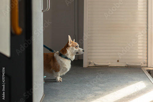 Cuadro en lienzo A small Welsh Corgi dog on a leash on a train