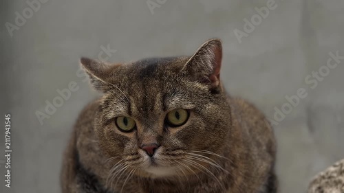 An adult gray straight-eared cat looks forward