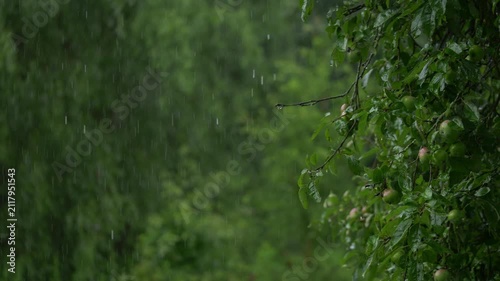 Rain falling on apple tree branches with green fruit