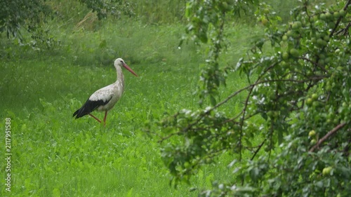 Stork walking through wet grass during summer rainfall