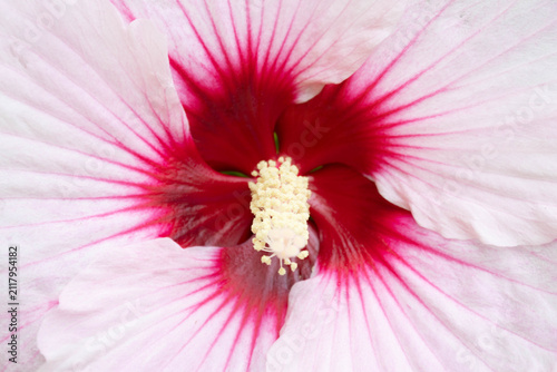 фотографія Close-Up Pink and Red Hibiscus Flower Center