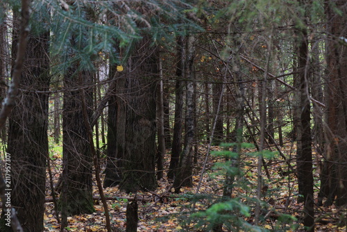 Bild auf Leinwand coniferous forest of northeastern Europe on an autumn day
