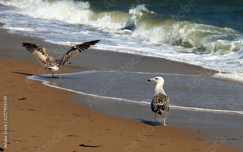 Seagulls on the Beach at Ocean View, Norfolk, Virginia.
