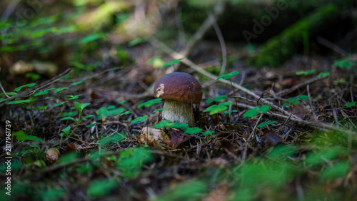 Wild king bolete Boletus edulis porcini mushroom growing on the forest floor