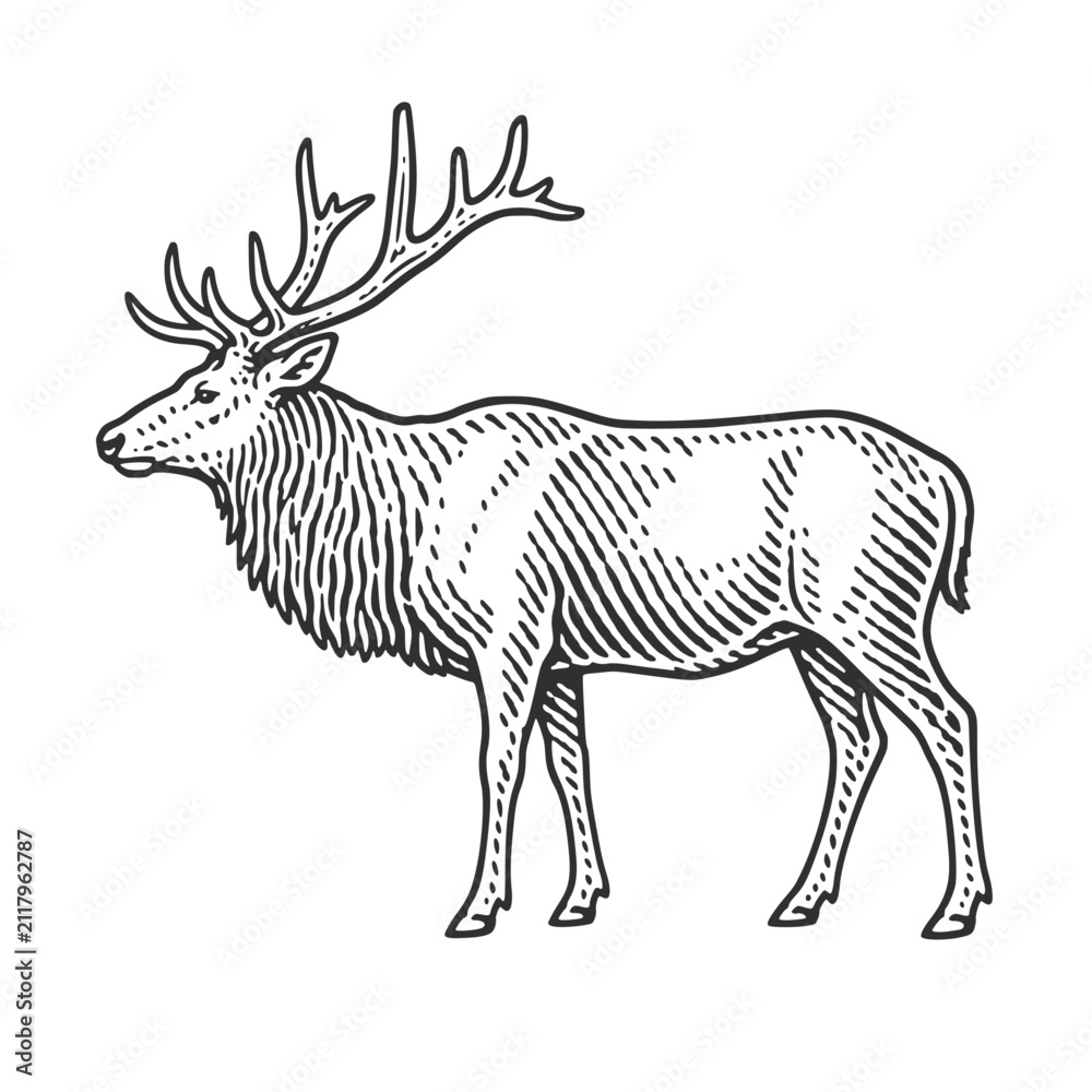 Obraz premium Elk with large antlers. Vintage woodcut engraving linocut vector illustration.