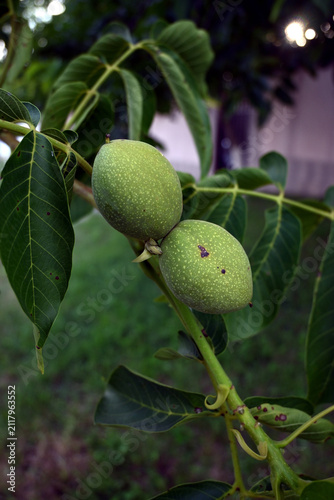 Tree branches with pinnate compound leaves and green oval hanging fruits