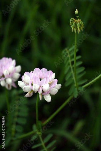 Canvas Print Herbaceous plant with pinnate compound leaves and small pinkish-white flower hea