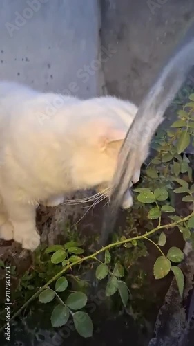 White cats drinking and playing with flowing water stream outdoors near plant.