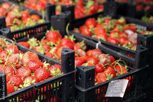 Fresh ripe red strawberries packed in plastic crates. Organic harvested berries prepared for wholesale supply, logistics, local market, and retail grocery trade.