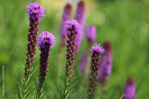 Purple liatris spicata flowers with green leaves, background. Blazing star.