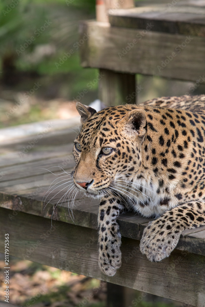 Obraz premium A close up picture of a Leopard-Panthera Pardus on a wooden deck.