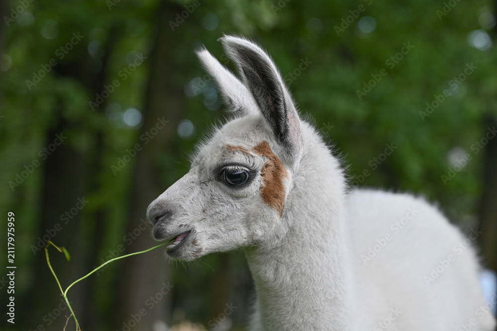 Obraz premium Close-up portrait of a young llama chewing fresh green grass