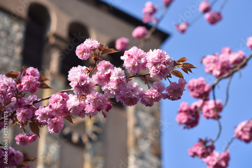 Japanese cherry blossoms in the garden on a sunny day