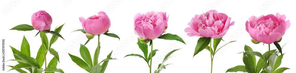 Fototapeta premium Pink peony, from bud to open flower. Collage on white background