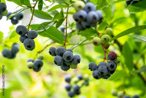 Ripe blueberries hang from green branches