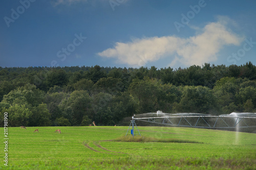 Deer Fight and Feed in Field with Irrigation Sprinklers