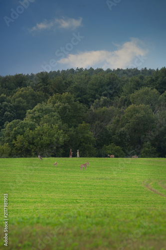 Deer Stand on Back Feet to  Fight as Herd Grazes