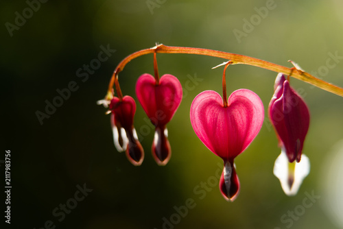 Bleeding Heart Flower Blossoms on Curved Stem with Soft Green Background