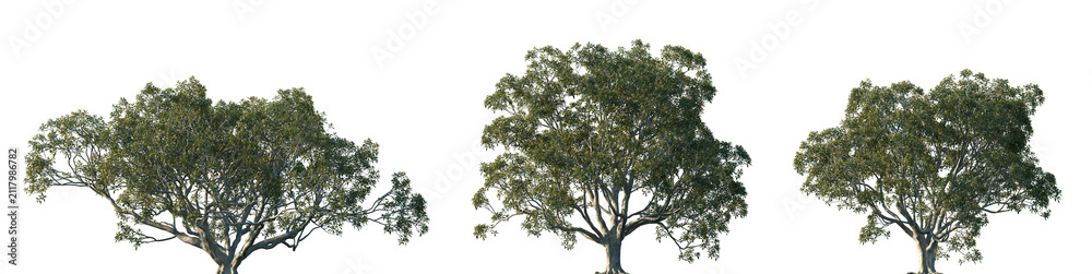 Obraz premium Set of Ficus macrophylla (commonly known as the Moreton Bay fig or Australian banyan) frontal set street trees isolated png on a transparent background perfectly cutout