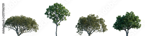 Set of Ficus macrophylla and Ficus lyrata frontal set street trees isolated png on a transparent background perfectly cutout