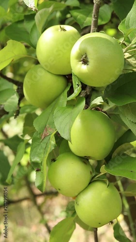 Green apples on a tree branch close-up. Organic green apples growing in the garden. Close-up of unripe apples among juicy green leaves in a summer garden. Concept of growing crops
