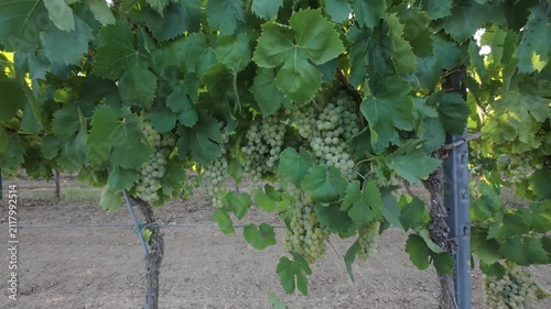 Close-Up of Ripe Green Grapes Hanging on Vine in Vineyard during Harvest Season