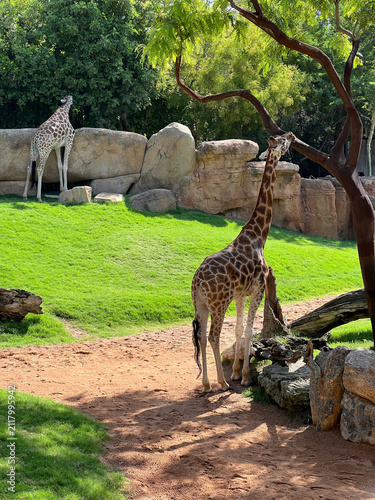 Canvas Print Two Giraffes Grazing in Sunny Habitat