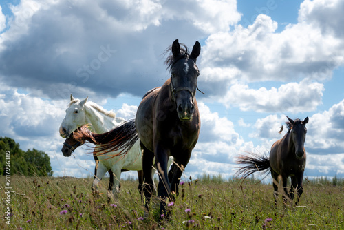 Obraz na płótnie Curious horses approaching the camera across a summer wildflower meadow under dr
