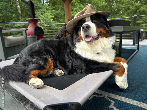 Bernese Mountain Dog Wearing Hat
