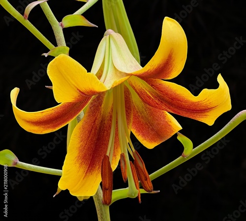 Принти на полотні A closeup image of a TIGER LILY with a black background in a garden in Salem Ore