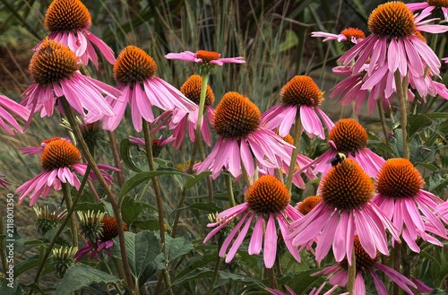 Photography Blooms of a PURPLE CONEFLOWER plant with a dark background, Echinacea purpurea,