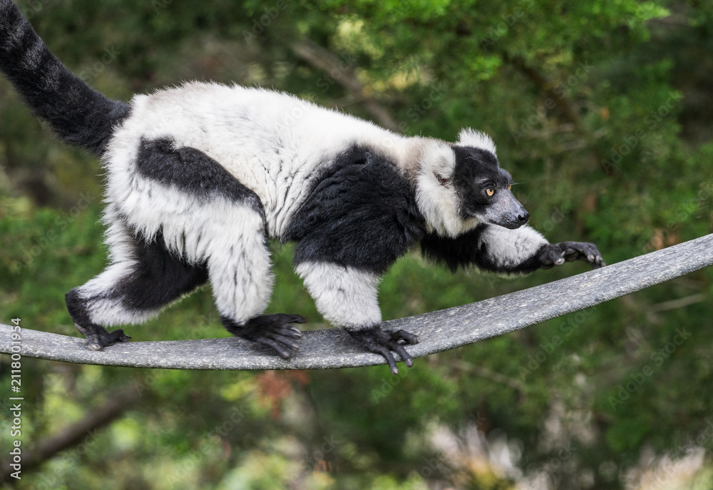 Fototapeta premium A striking black and white ruffed lemur traverses a rope climb within the lush natural habitat of the San Francisco Zoo in California.