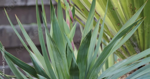 Spanish dagger (Yucca gloriosa recurvifolia) leaves and flowers close-up detail