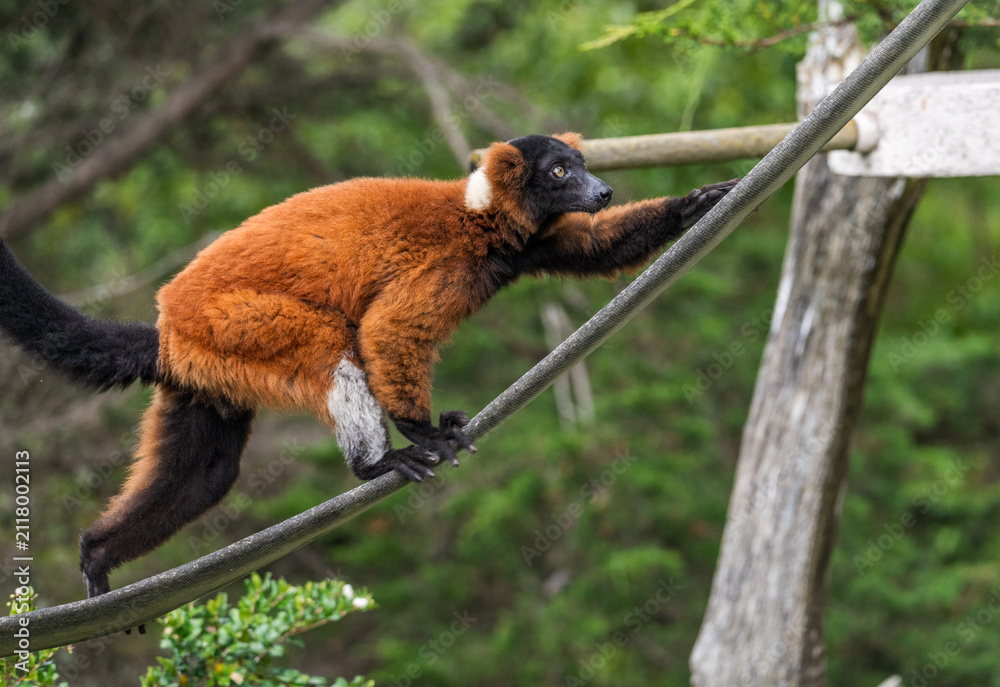 Fototapeta premium A vibrant red ruffed lemur traverses a rope enclosure at the San Francisco Zoo displaying its unique agility and distinct primate movement.