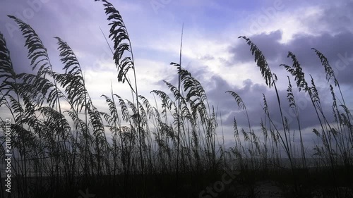 Dramatic silhouette of sea oats on a sand dune blowing in the wind. Moody coastal scene with a stormy purple sky during a beautiful sunset